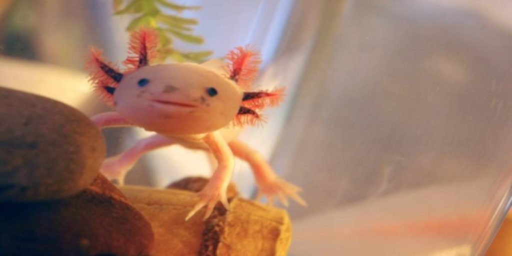 Some Weird Animals You Can Own As Pets some-weird-animals-you-can-own-as-pets