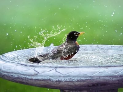 Baths for the Birds