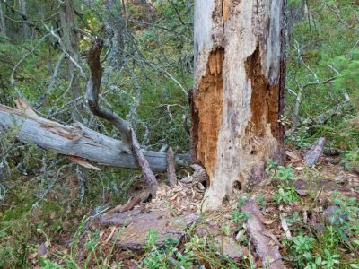 How to Save a Dying Tree