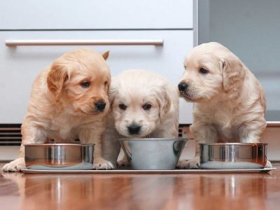 Best Food for Your Dog