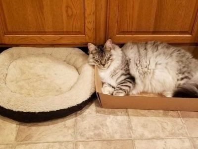 Moving With a Cat into a New Home
