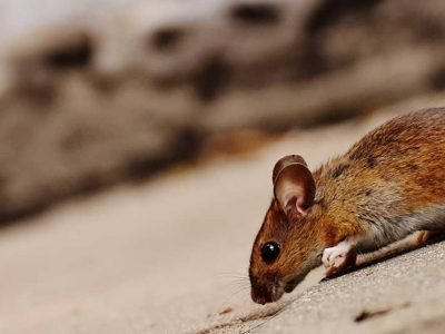 Five Reasons to Hire a Pest Control Company