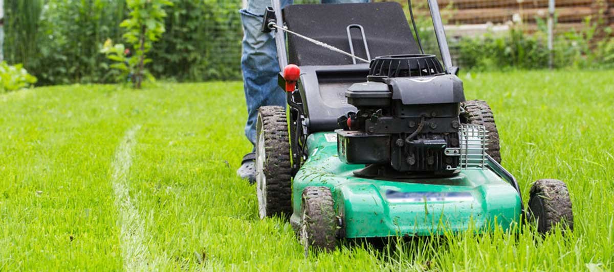 Bug Off! A Guide to Keeping Pests Away From Your Lawn