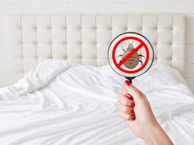 Bed Bugs in Your House