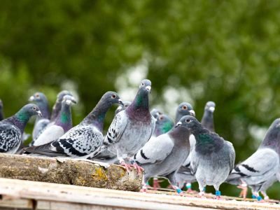 Anti-Bird Netting Deter Pigeons in Bristol