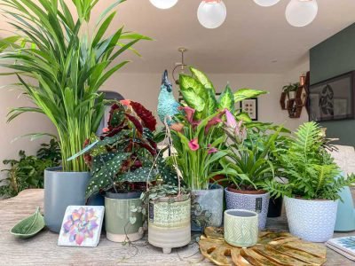 Garden Centre Can Meet the Houseplant Demand