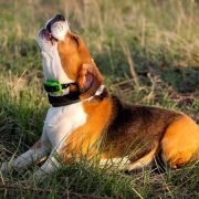 Investing a Bark Training Collar for a Dog a Good Idea