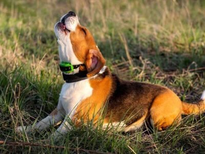 Investing a Bark Training Collar for a Dog a Good Idea