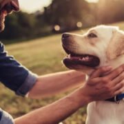 Caring for Senior Pets: Nurturing Your Furry Companion Through the Golden Years