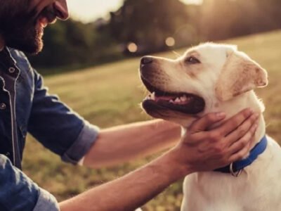 Caring for Senior Pets: Nurturing Your Furry Companion Through the Golden Years